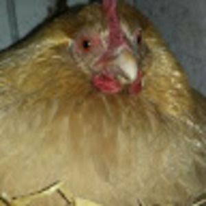 Meet your Posher, Breanna